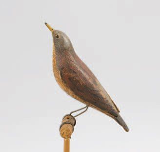 Grive Litorne (cha-cha). Appelant tout en...