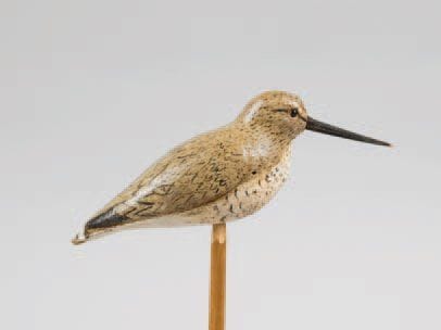 Bécasseau Maubèche (alouette de mer). Trés...