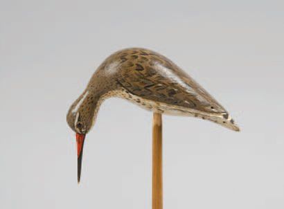 Chevalier Gambette (petite cabidoule ou pattes...