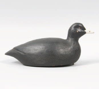 Foulque macroule (foulque ou macreuse). Superbe...