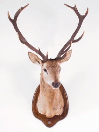 Cerf naturalisé en cape.