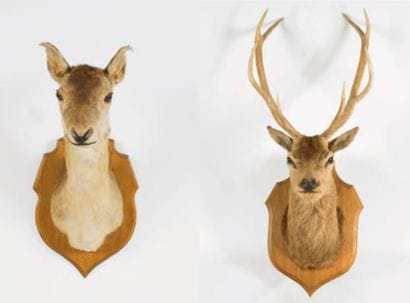 Cerf et biche montés en cape sur écusson...