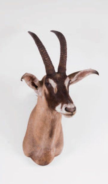 Antilope cheval naturalisée en cape.