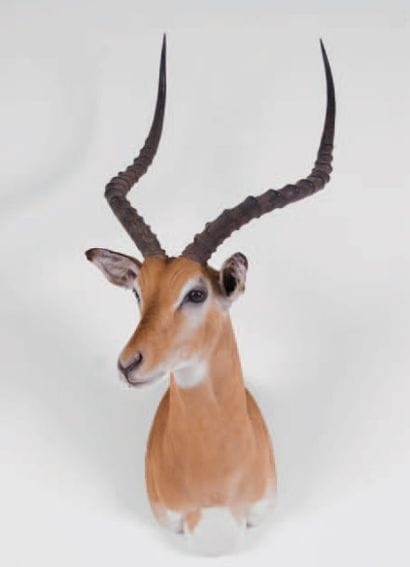 Impala. Tête naturalisée en cape.