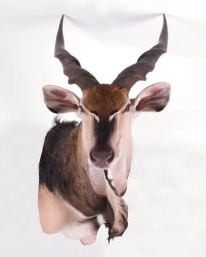 Eland de Derby. Tête naturalisée en cape...