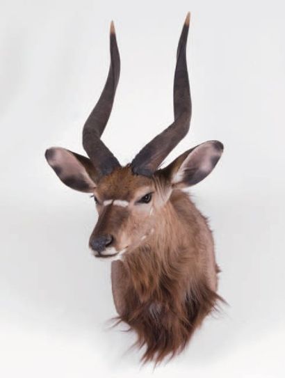 Nyala. Tête naturalisée en cape.