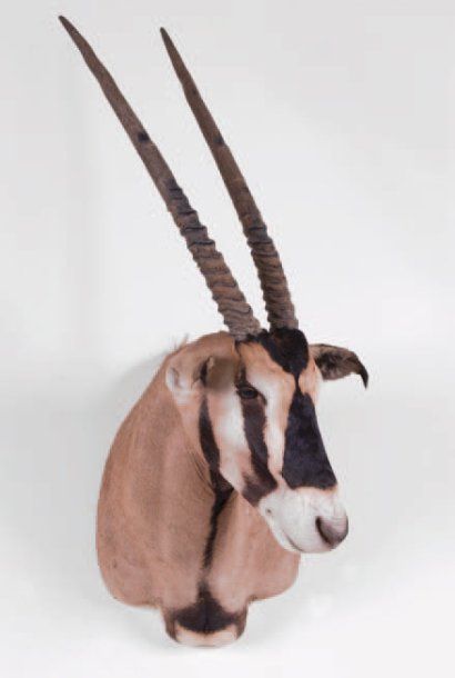 Oryx. Tête naturalisée en cape.