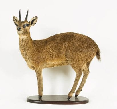 Oréotrague sauteur. Animal naturalisé en...