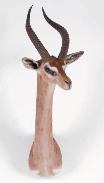 Gazelle girafe. Tête naturalisée en cape...