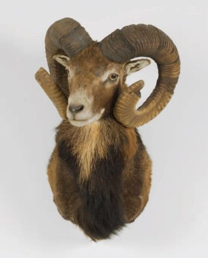 Moufl on. Superbe animal en cape.