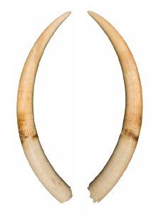 Paire de défenses d'éléphant d' Afrique....