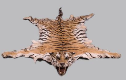 Peau de tigre montée en tapis avec gueule...