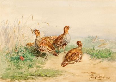 Jules Bertrand GELIBERT (1838-1919)
Perdrix...