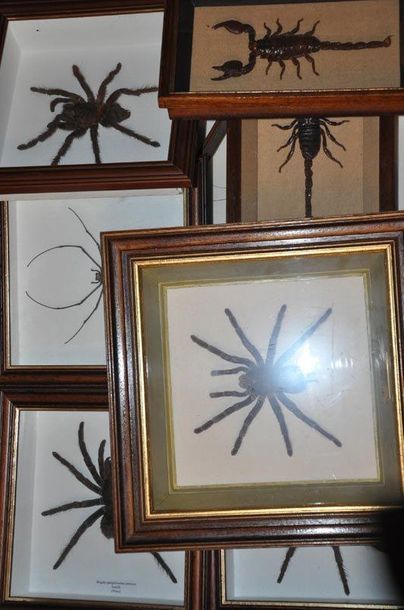 Un lot de boites entomologiques comprenant...