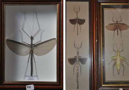 Un lot de boites entomologiques comprenant:...