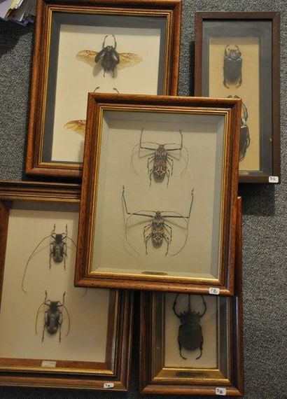 Un lot de boites entomologiques comprenant...