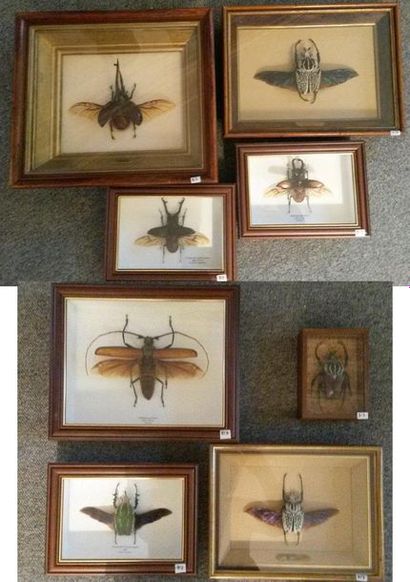 Un lot de boites entomologiques comprenant:...