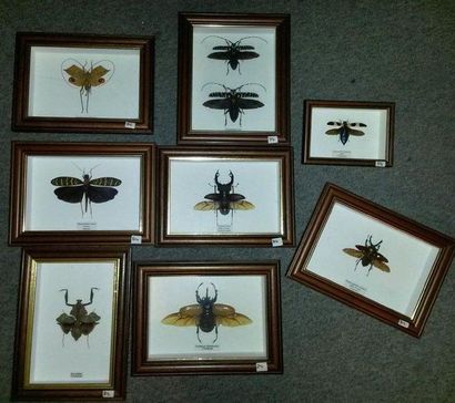 Un lot de boites entomologiques comprenant:...