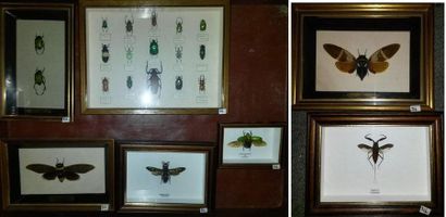 Un lot de boites entomologiques comprenant:...