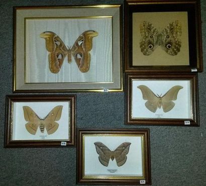 Un lot de boites entomologiques comprenant...