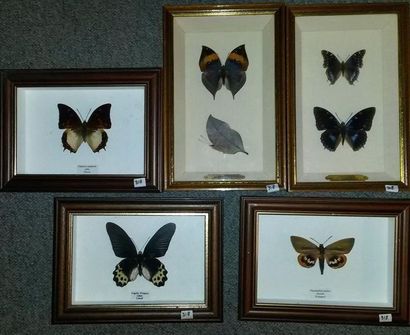 Un lot de boites entomologiques comprenant...