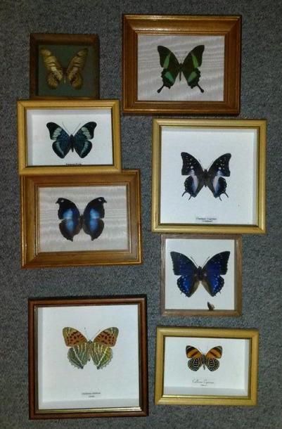 Un lot de 8 boites entomologiques comprenant...