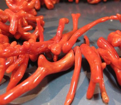 Collier de branches de corail rouge en chute....