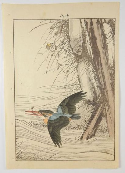 Keinen, martin-pêcheur en vol. 1891.