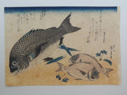 HIROSHIGE
Oban yoko-e, série «uwo zukushi»...