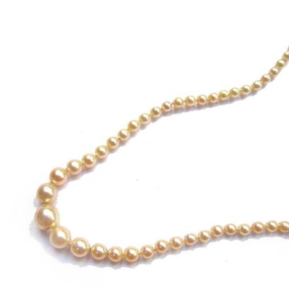 COLLIER composé d'un rang de perles de culture...