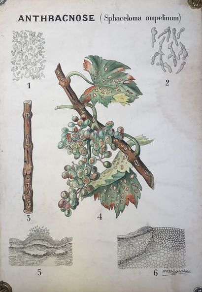 [VIGNE] Ensemble de 11 planches originales...