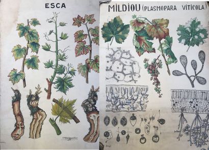 [VIGNE] Ensemble de 11 planches originales...