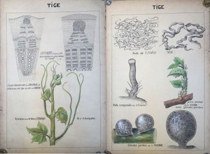 [VIGNE] Ensemble de 11 planches originales...