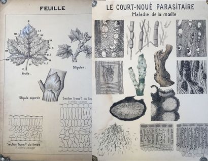 [VIGNE] Ensemble de 11 planches originales...