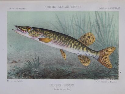 Henri de LA BLANCHERE.

La Pêche et les Poissons....