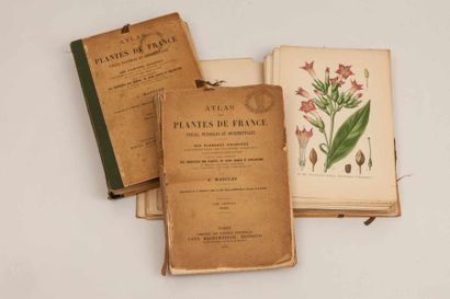 Amédée MASCLEF.

Atlas des plantes de France...