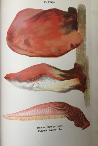 181 TER. CORDIER (F.S.).
Les Champignons....