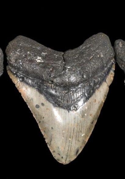 Dent de Mégalodon Carcharodon (25-3 Millions...