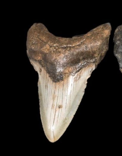Dent de Mégalodon Carcharodon (25-3 Millions...