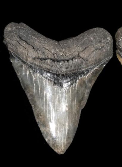 Dent de Mégalodon Carcharodon (25-3 Millions...
