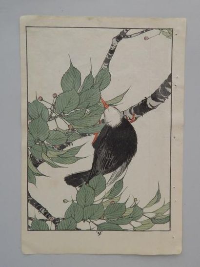 Keinen, oiseau au printemps sur une branche...