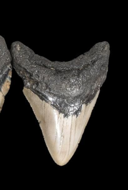 Dent de Mégalodon Carcharodon (25-3 Millions...
