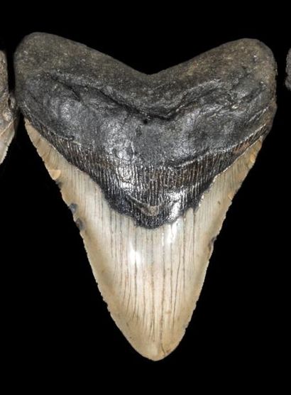 Dent de Mégalodon Carcharodon (25-3 Millions...