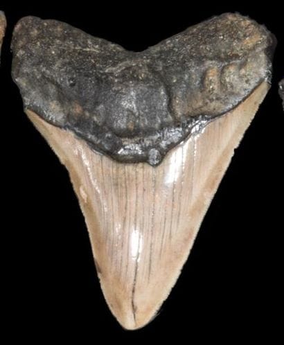 Dent de Mégalodon Carcharodon (25-3 Millions...