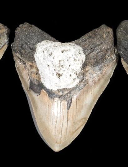 Dent de Mégalodon Carcharodon (25-3 Millions...