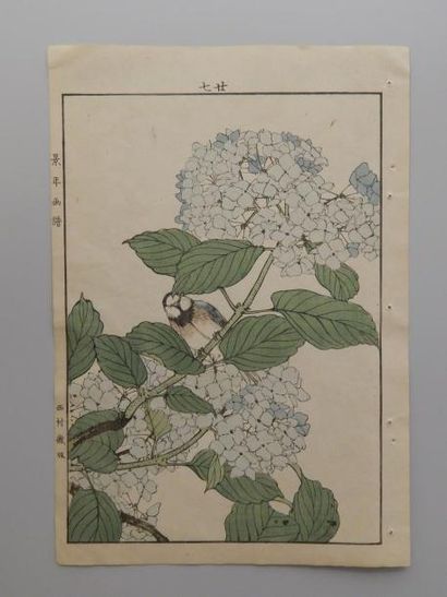 Keinen, mésange sur une branche d’hortensia....