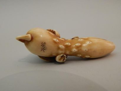 Netsuke en ivoire. Kappa à la carapace de...
