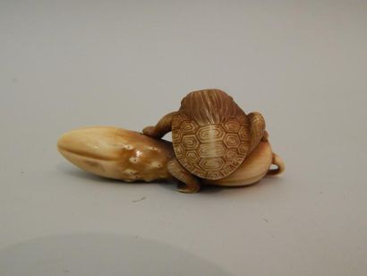 Netsuke en ivoire. Kappa à la carapace de...