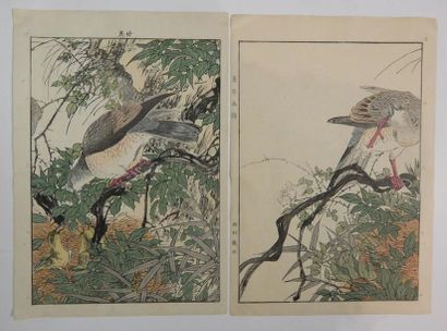 Imao Keinen, couple de pigeons. 1891-92.