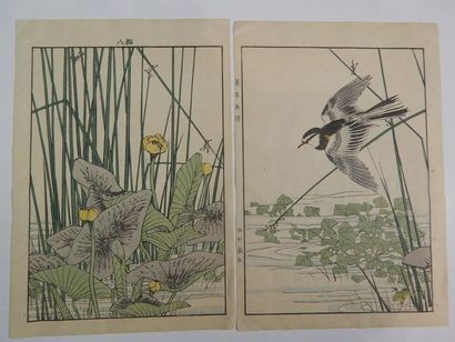 Keinen, mésange au printemps survolant des...